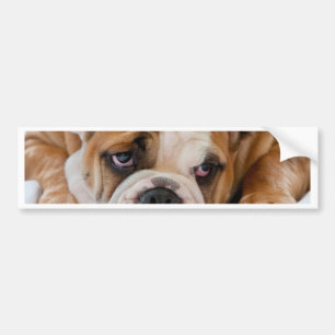 English bulldog puppy bumper sticker