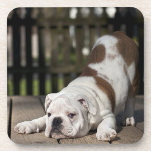 English Bulldog Puppy Coaster