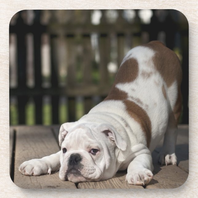 English Bulldog Puppy Coaster (Front)