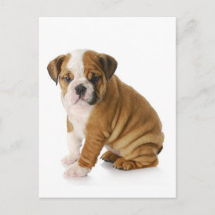 English Bulldog Puppy Dog Blank Greeting Postcard