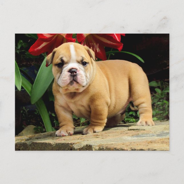 English Bulldog Puppy Dog Blank Postcard (Front)