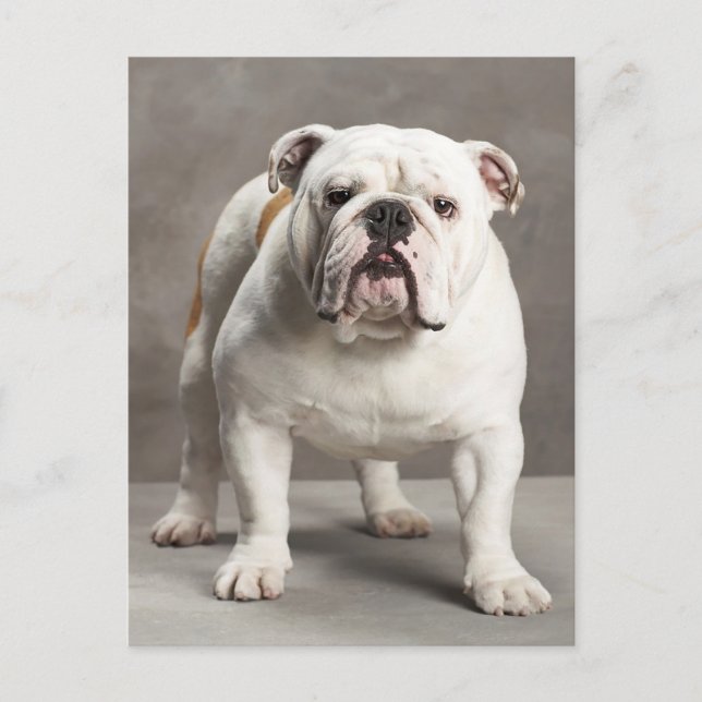 English Bulldog Puppy Dog Blank Postcard (Front)