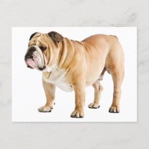 English Bulldog Puppy Dog - Hello, Love, Blank Postcard