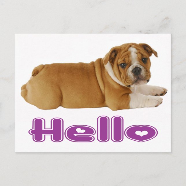 English Bulldog Puppy Dog - Hello Purple Heart Postcard (Front)