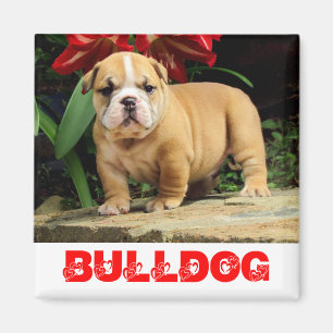 English Bulldog Puppy Dog Love Magnet