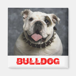 English Bulldog Puppy Dog Love Magnet