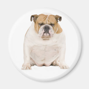 English Bulldog Puppy Dog Magnet