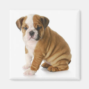 English Bulldog Puppy Dog Magnet
