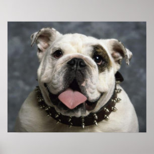 English Bulldog Puppy Dog Portrait Poster