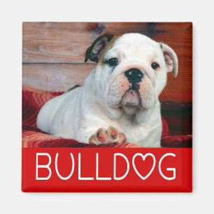 English Bulldog Puppy Dog Red Love Magnet