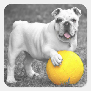 English Bulldog Puppy Dog Sticker / Seal