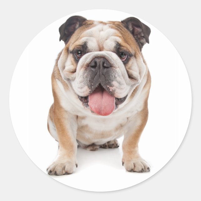 English Bulldog Puppy Dog Sticker / Seal (Front)