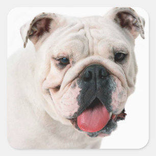 English Bulldog Puppy Dog Sticker / Seal