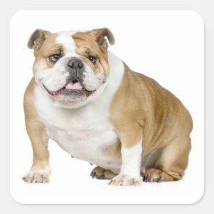 English Bulldog Puppy Dog Sticker / Seal