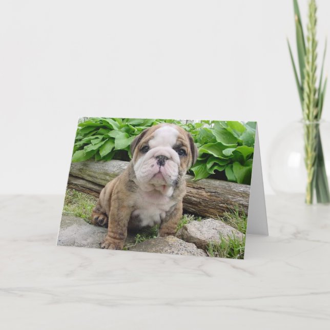 English Bulldog Puppy Greeting Card (Front)