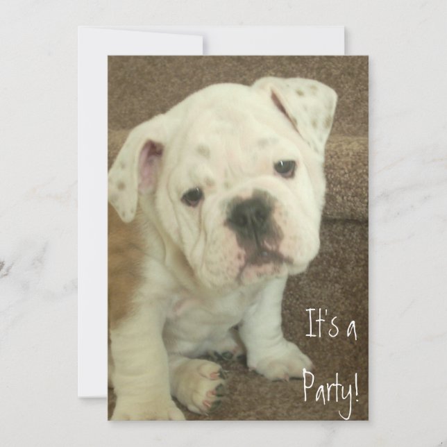 English Bulldog Puppy Invitations Party (Front)