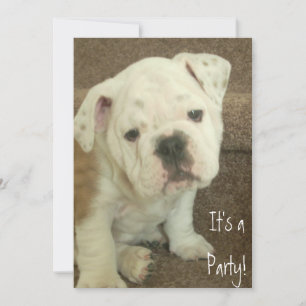 English Bulldog Puppy Invitations Party
