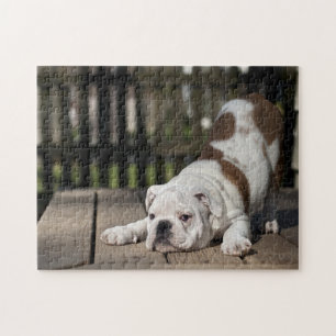 English Bulldog Puppy Jigsaw Puzzle