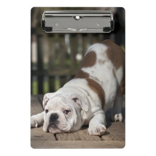 English Bulldog Puppy Mini Clipboard