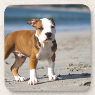english bulldog puppy on the beach coaster