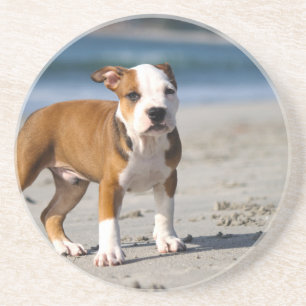 english bulldog puppy on the beach coaster