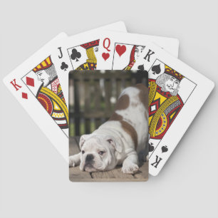 English Bulldog Puppy Playing Cards