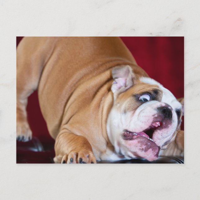 English Bulldog Puppy Postcard (Front)