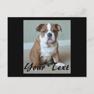 English Bulldog Puppy Postcard