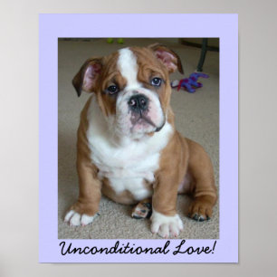 English Bulldog Puppy POSTER
