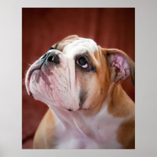 English Bulldog Puppy Poster