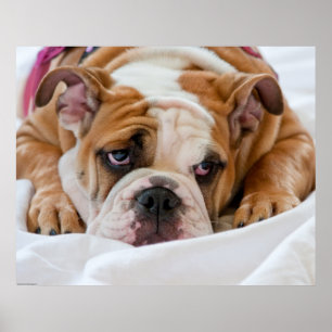 English Bulldog Puppy Poster