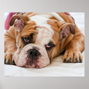 English Bulldog Puppy Poster