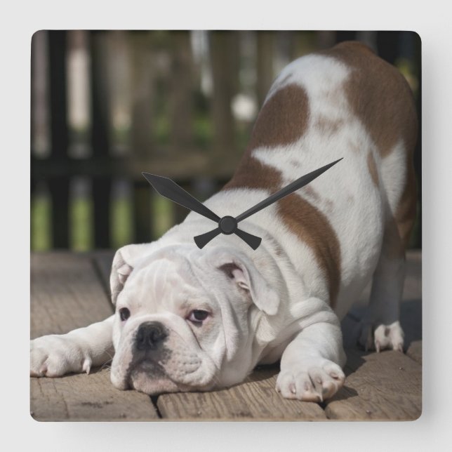 English Bulldog Puppy Square Wall Clock (Front)