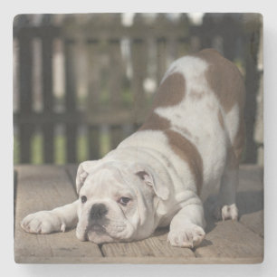 English Bulldog Puppy Stone Coaster