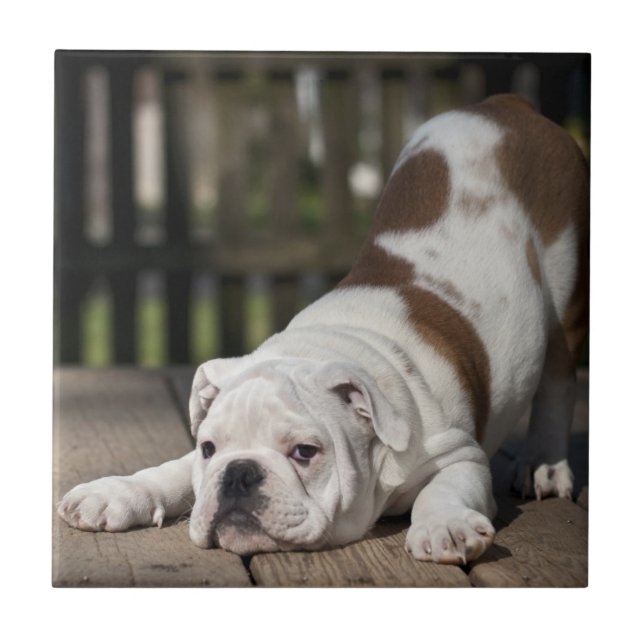 English Bulldog Puppy Tile (Front)