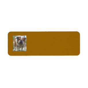 English Bulldog Return Address Labels