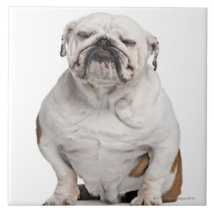 English Bulldog, sitting in front of white Ceramic Tile