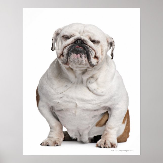 English Bulldog, sitting Poster (Front)