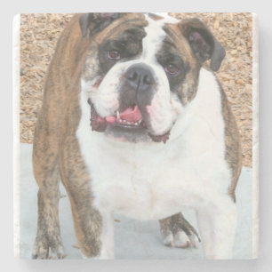 English bulldog stone coaster
