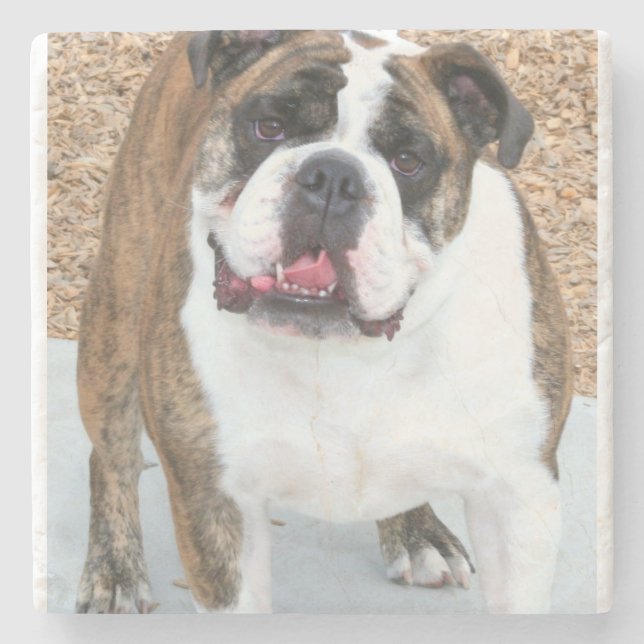 English bulldog stone coaster (Front)