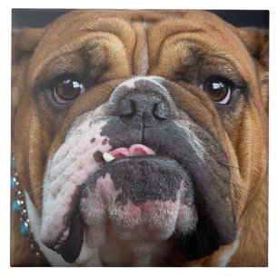 English Bulldog  Throw Pillow Ceramic Tile