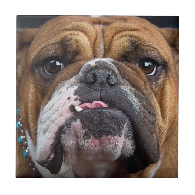 English Bulldog  Throw Pillow Ceramic Tile (Front)