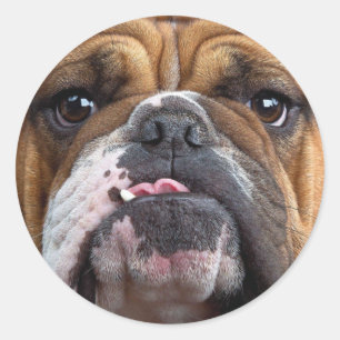 English Bulldog Throw Pillow Classic Round Sticker
