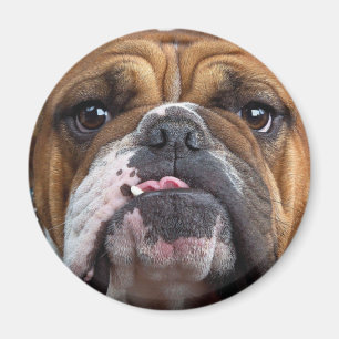 English Bulldog  Throw Pillow Magnet