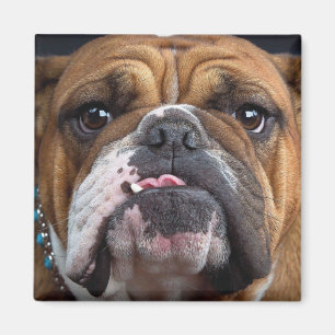 English Bulldog Throw Pillow Magnet