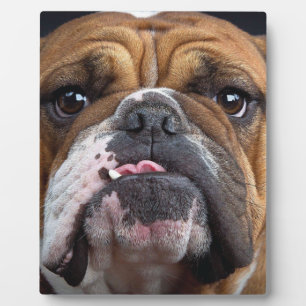 English Bulldog Throw Pillow Plaque