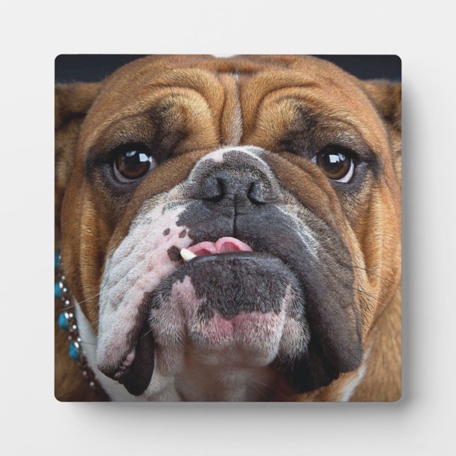 English Bulldog  Throw Pillow Plaque (Front)