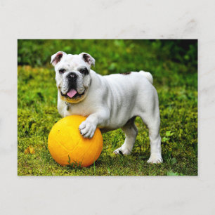 English Bulldog w/ Ball Postcard