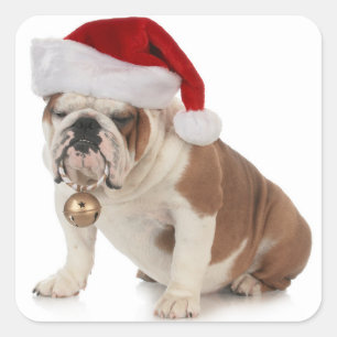 English Bulldog Wearing Santa Hat Square Sticker