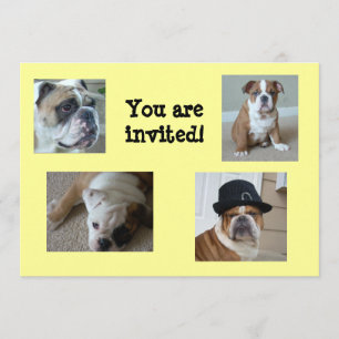 English Bulldogs Invitations Birthday/Any Occasion